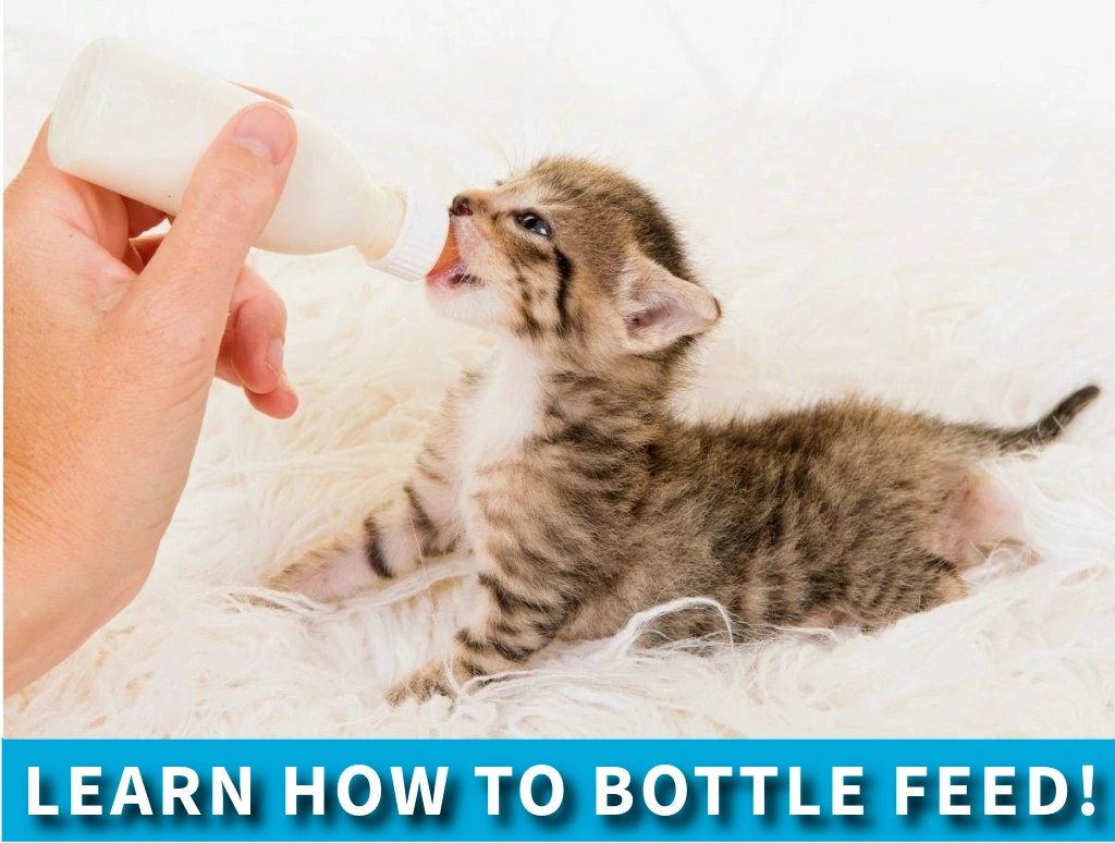 Bottle feeding kittens
