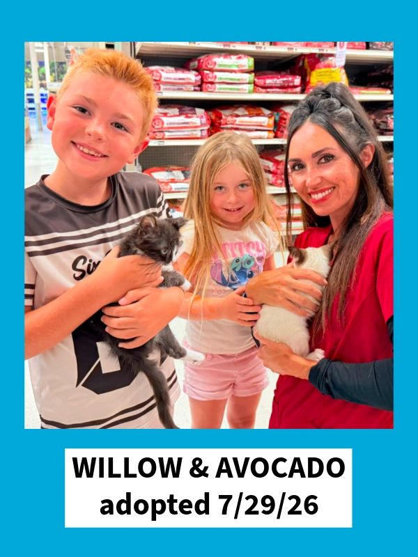 Willow & Avocado adopted