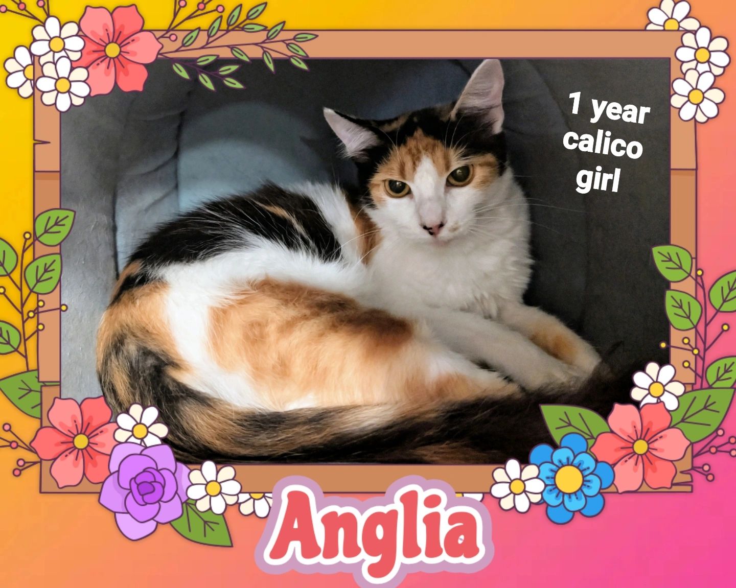 Anglia