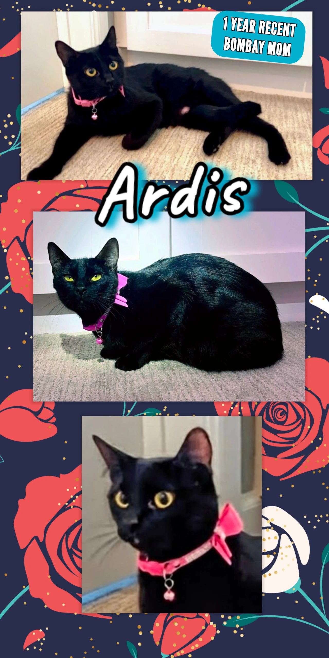 Ardis