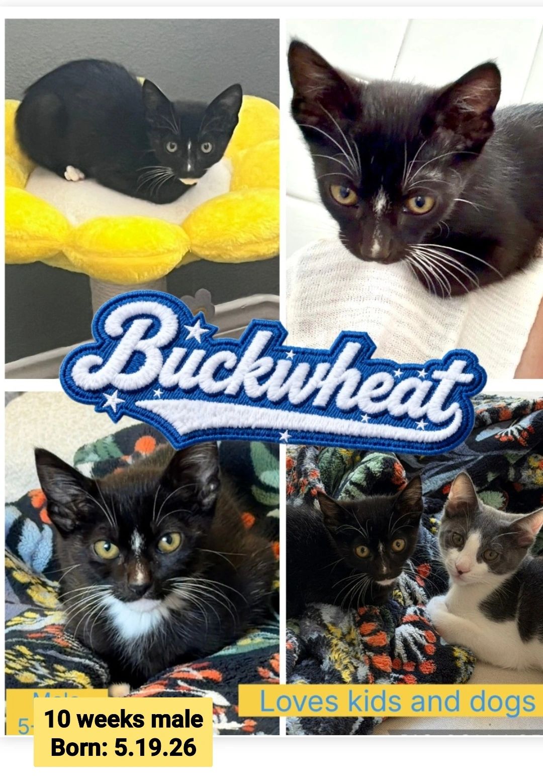 Buckwheat