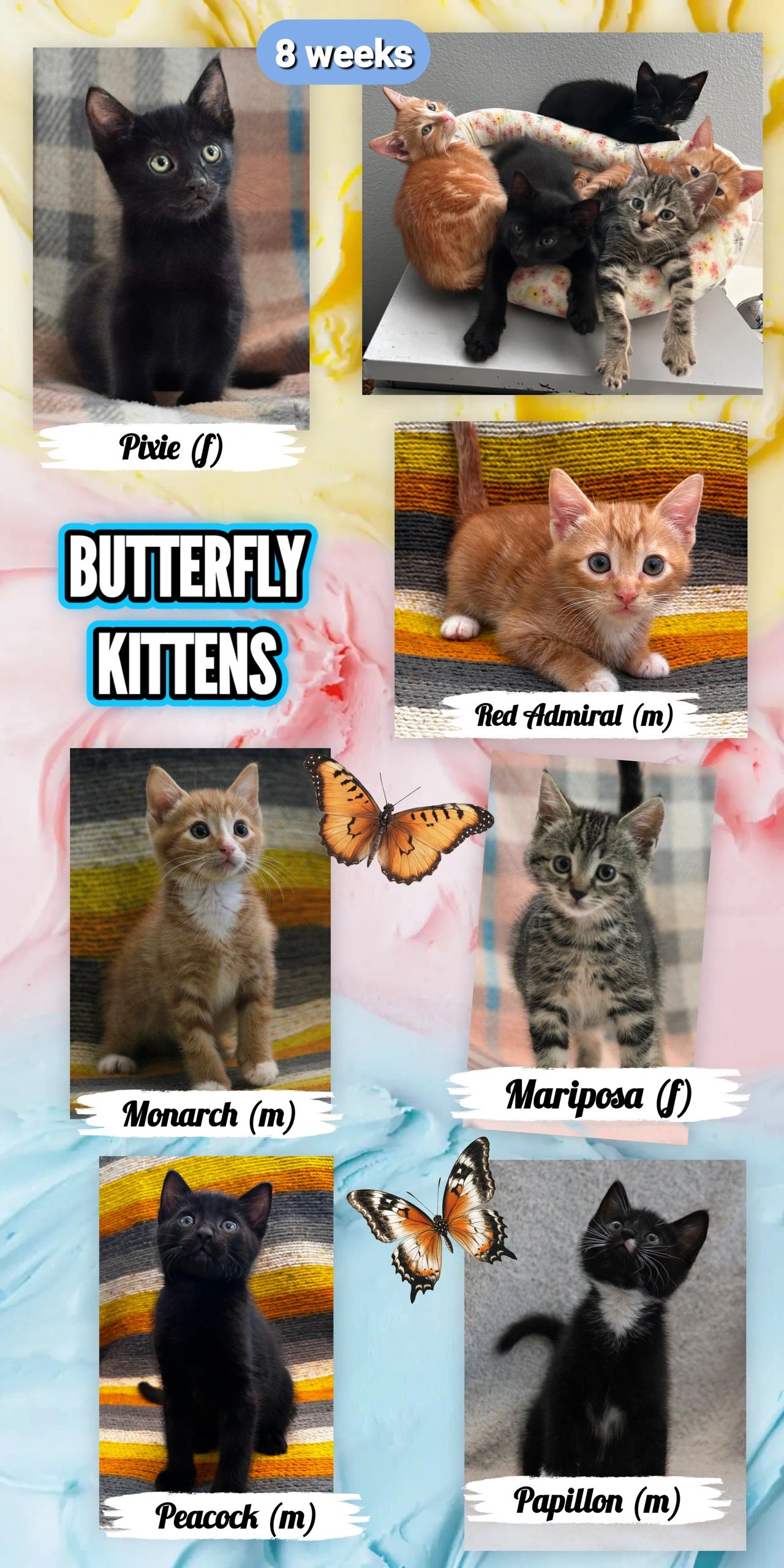 Butterfly Kittens