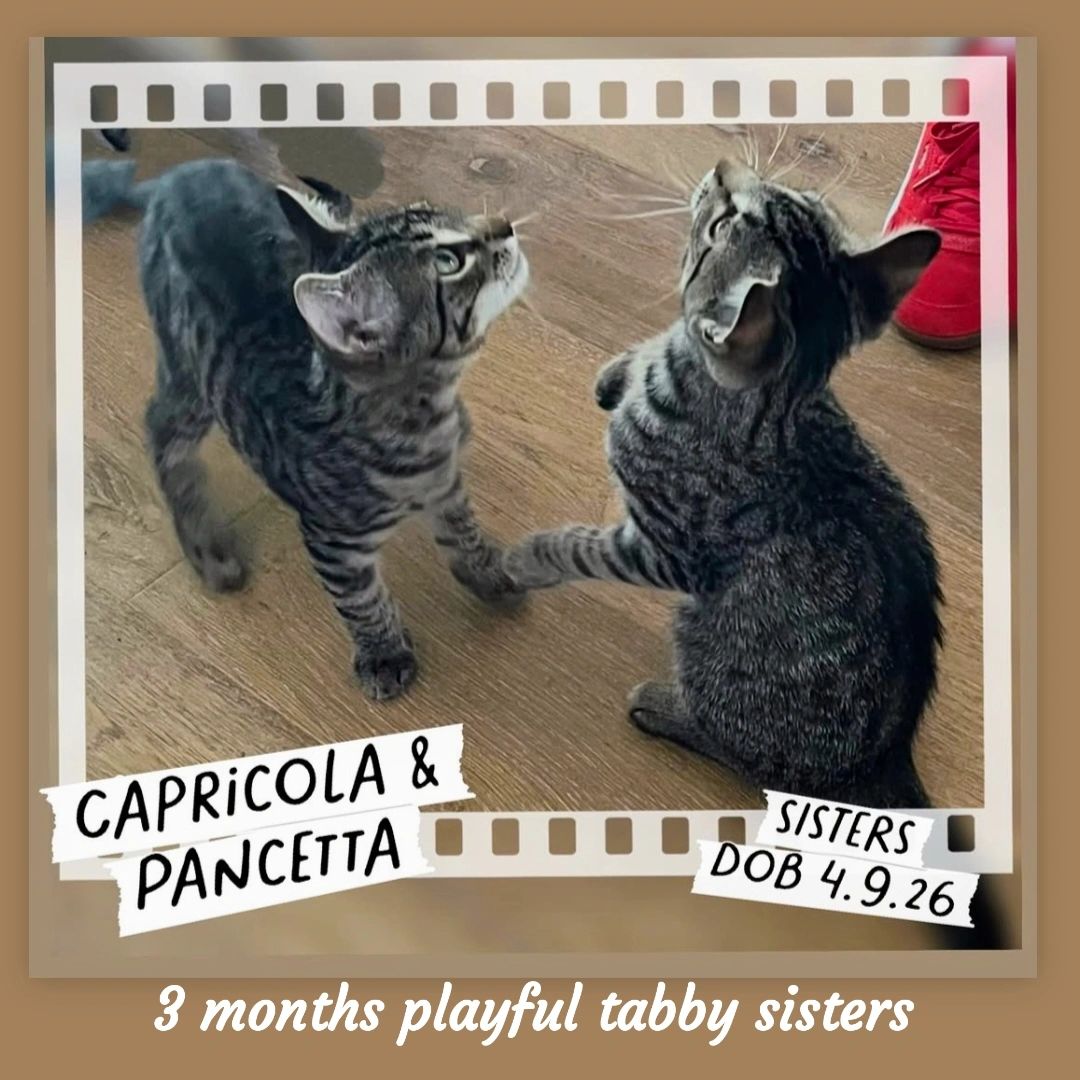 Capricola & Pancetta