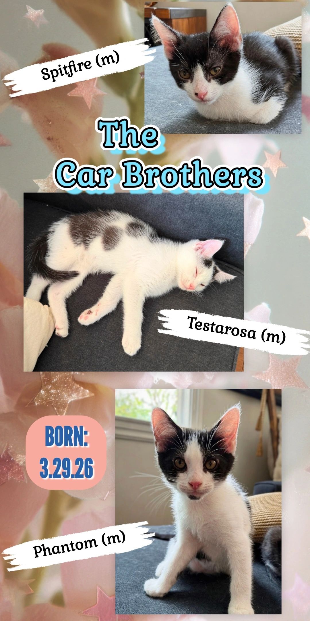 Car Kittens