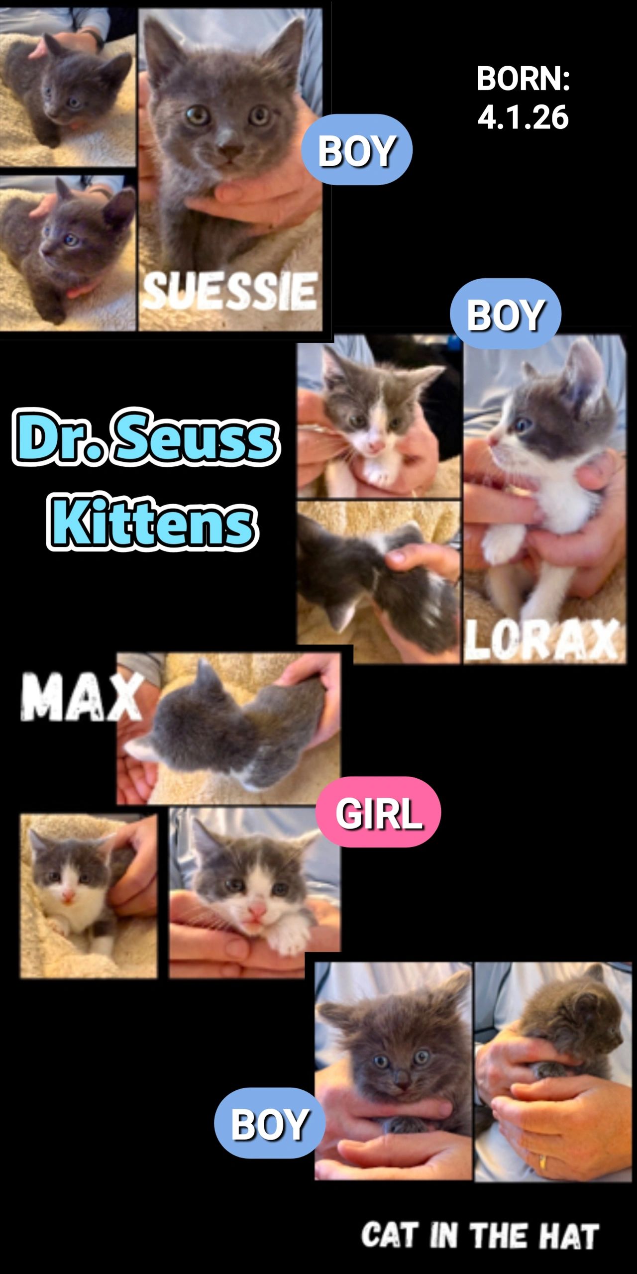 Dr Seuss Kittend