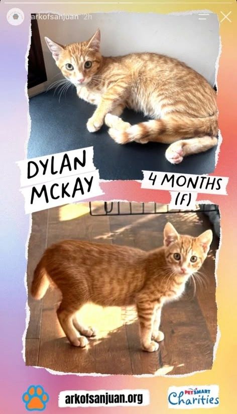 Dylan Mckay