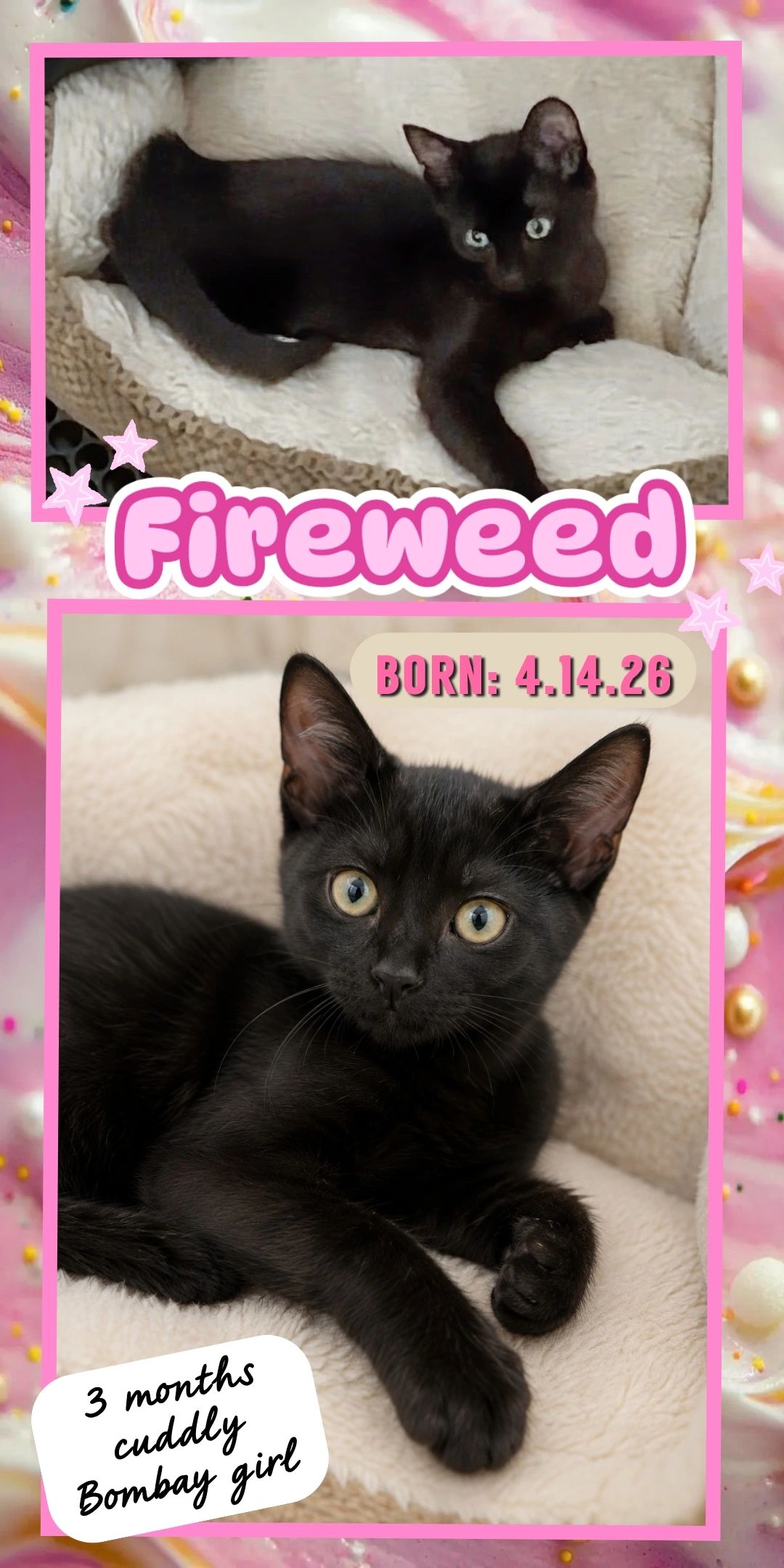 Fireweed