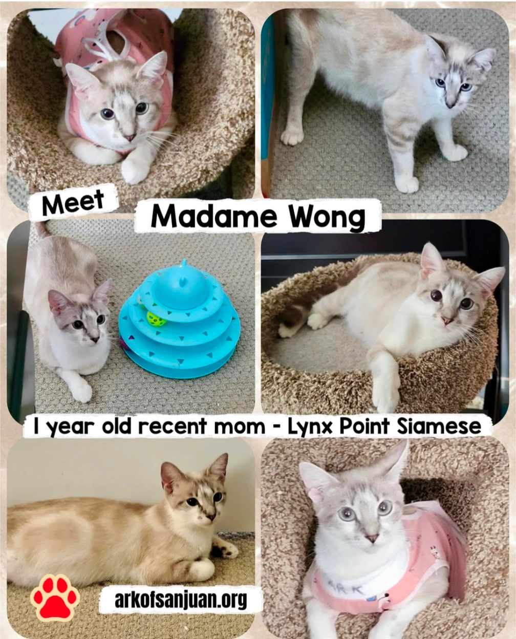 Madame Wong