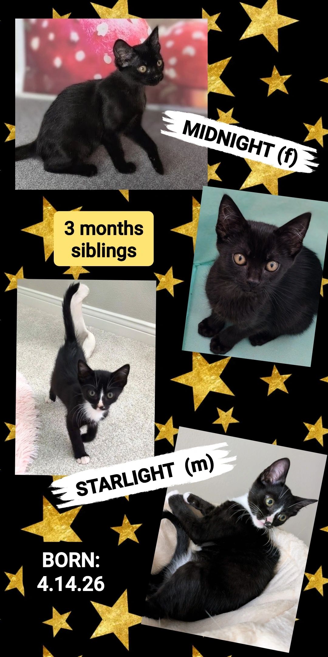 Midnight & Starlight