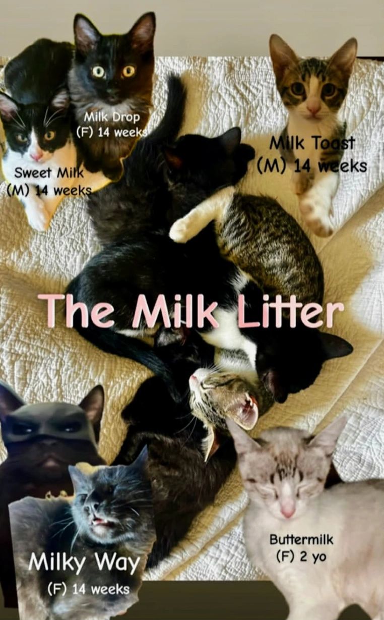 Milk