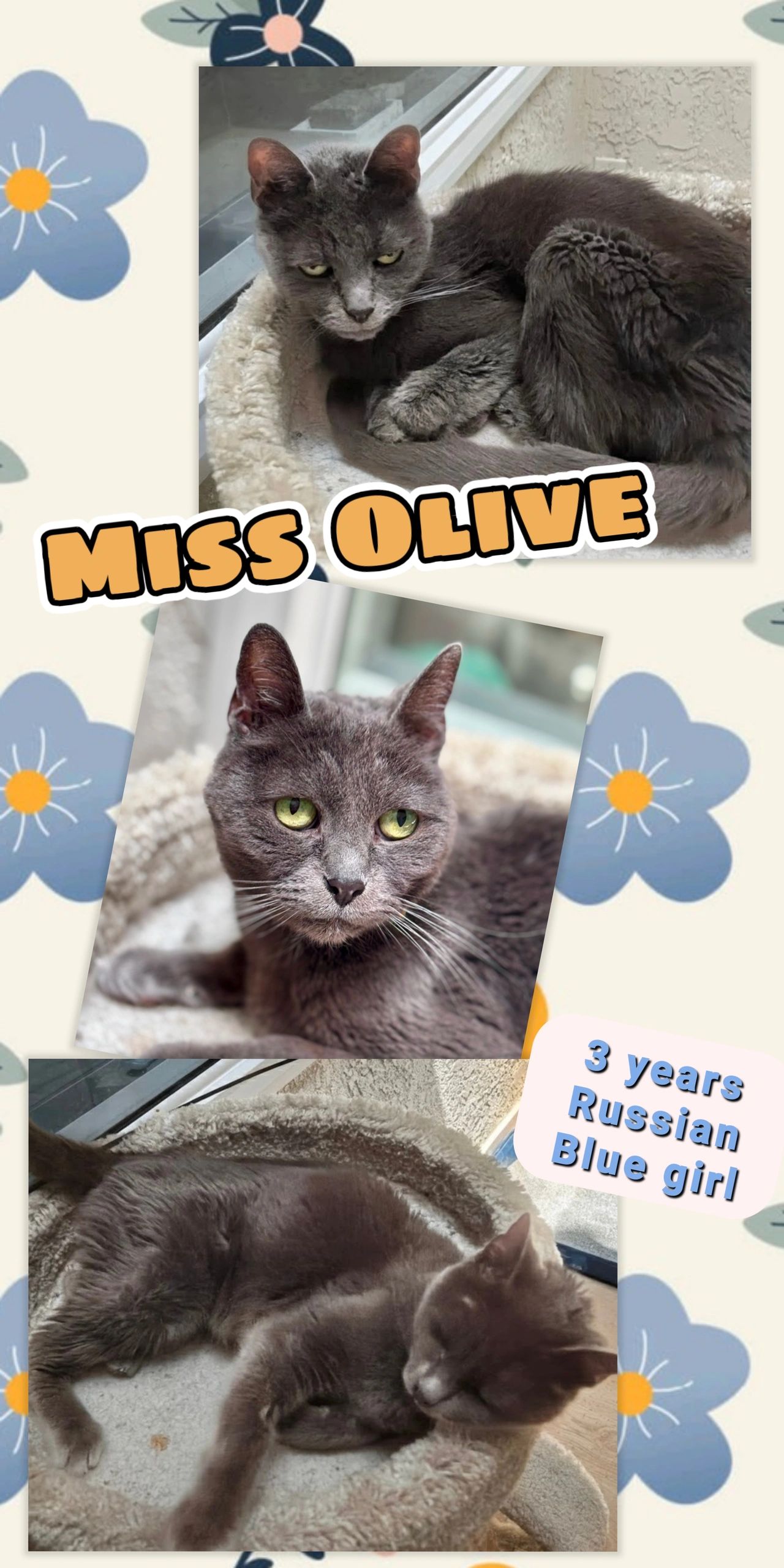 Miss Olive