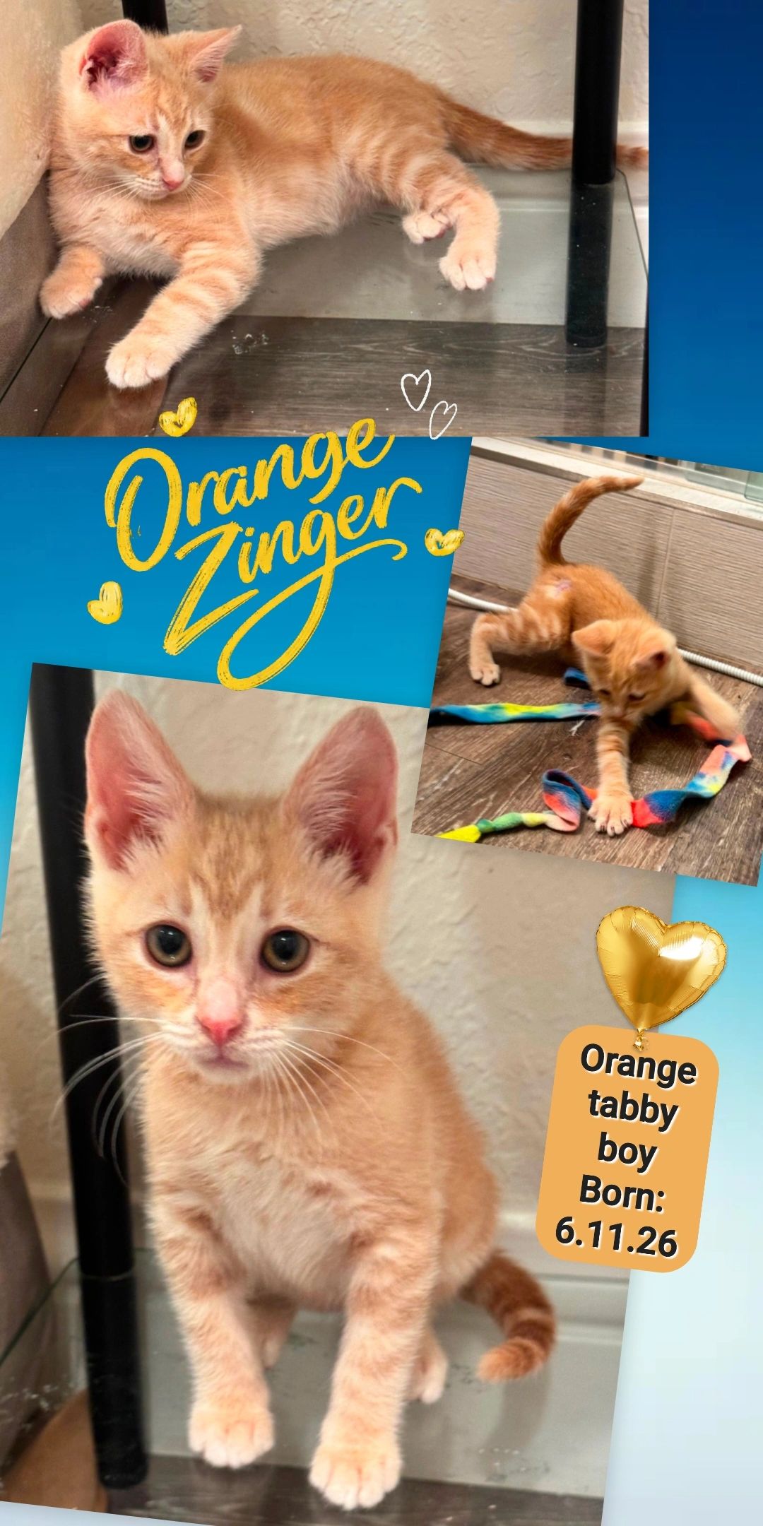 Orange Zinger