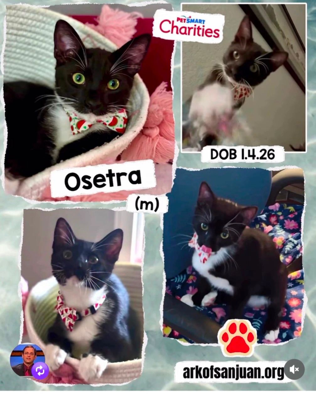 Osetra