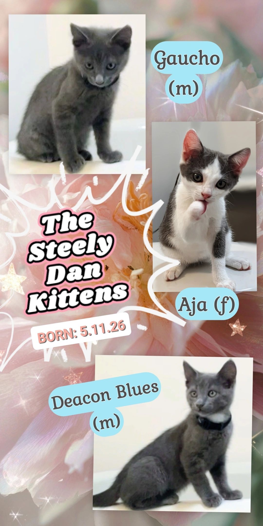 Steely Dan Kittens