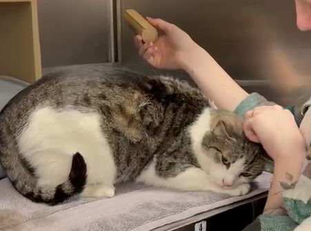 The Cattery