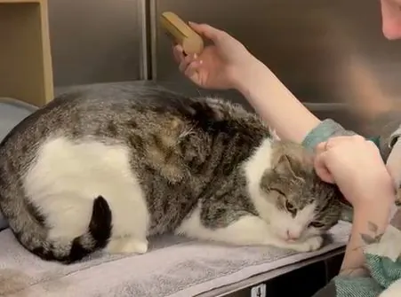 The Cattery