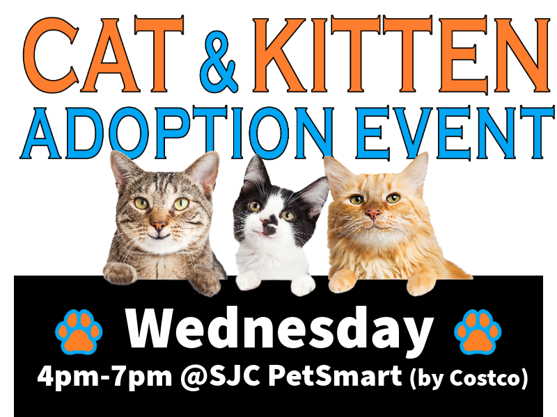 Cat & Kitten Adoption Event — Wednesday, 4pm–7pm at the San Juan Capistrano PetSmart, next to Costco
